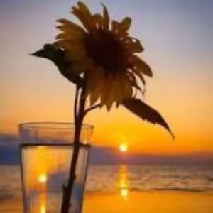 Meet your Posher, Damanii